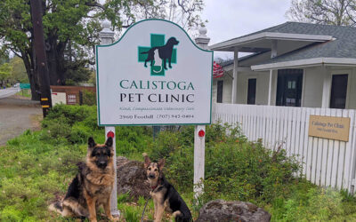 Experience the Difference at Calistoga Pet Clinic