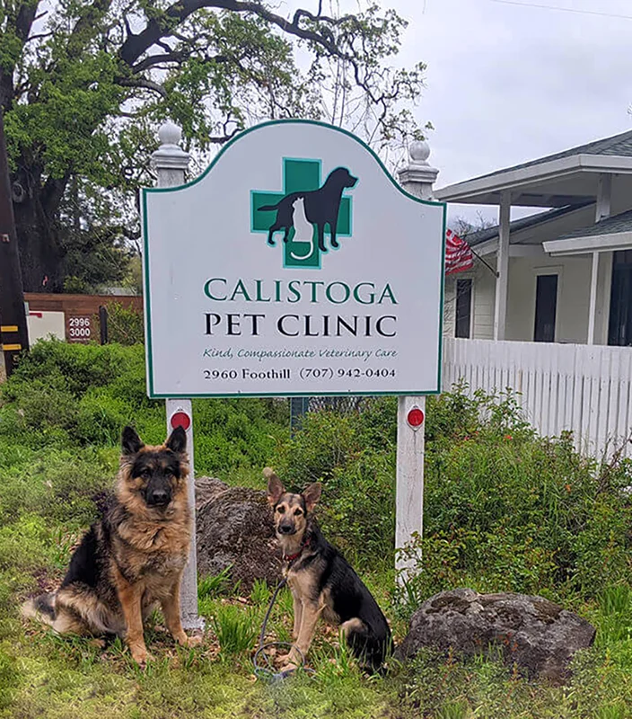 Two dogs sitting in front the Calistoga Pet Clinic sign