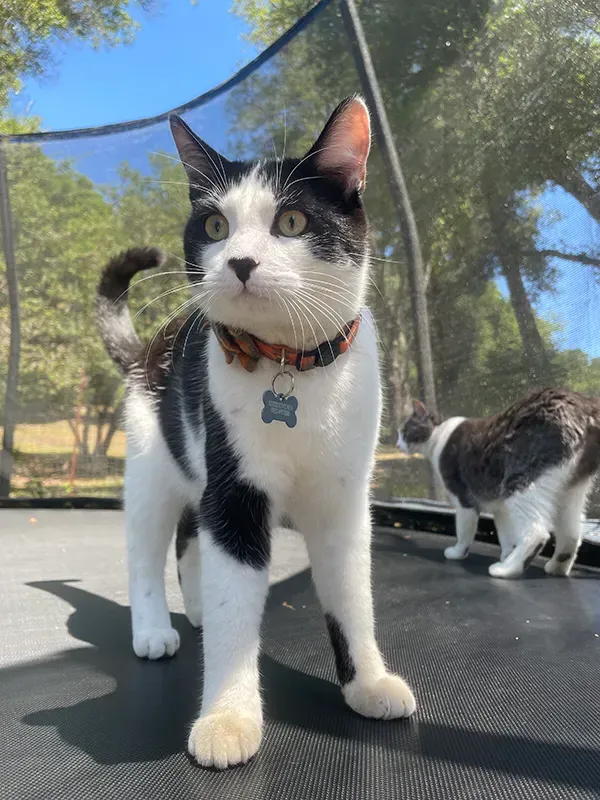 Cat standing outside