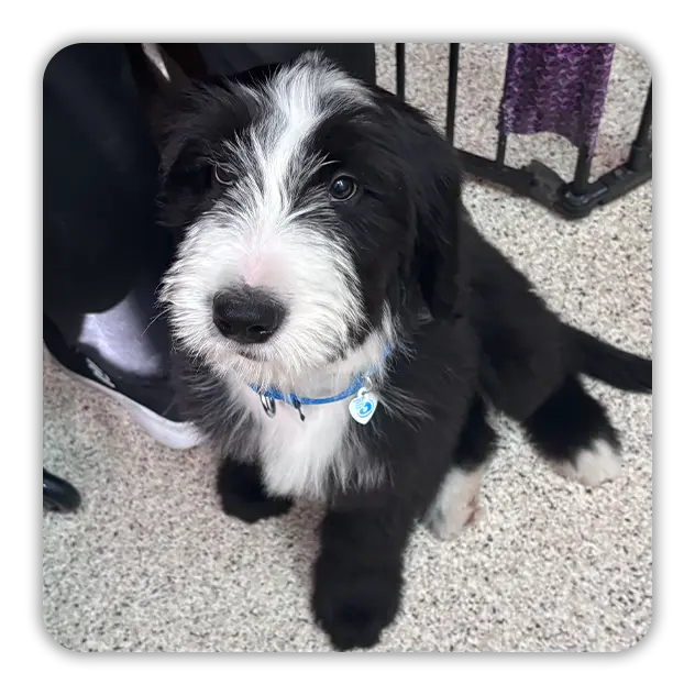 Puppy with fluffy black and white fur