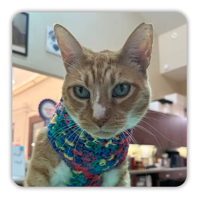 Cat wearing a colorful top