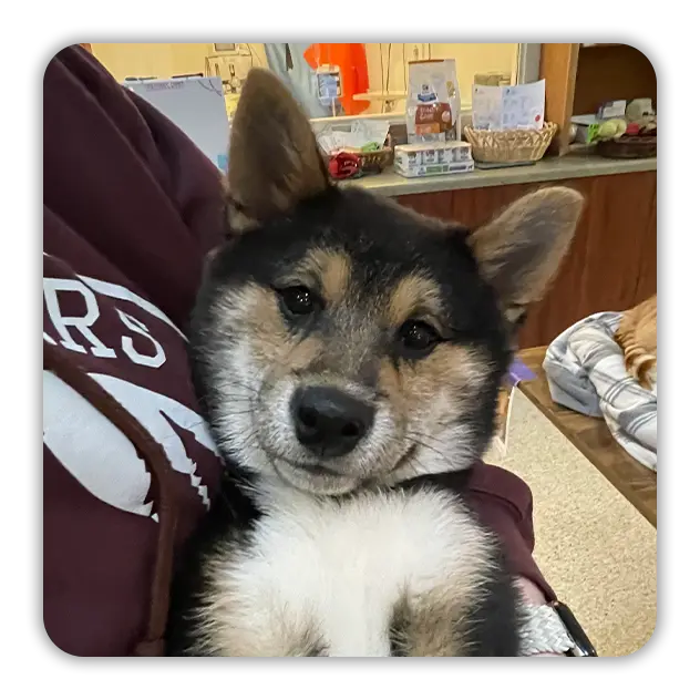 Dog being held in someone's arms