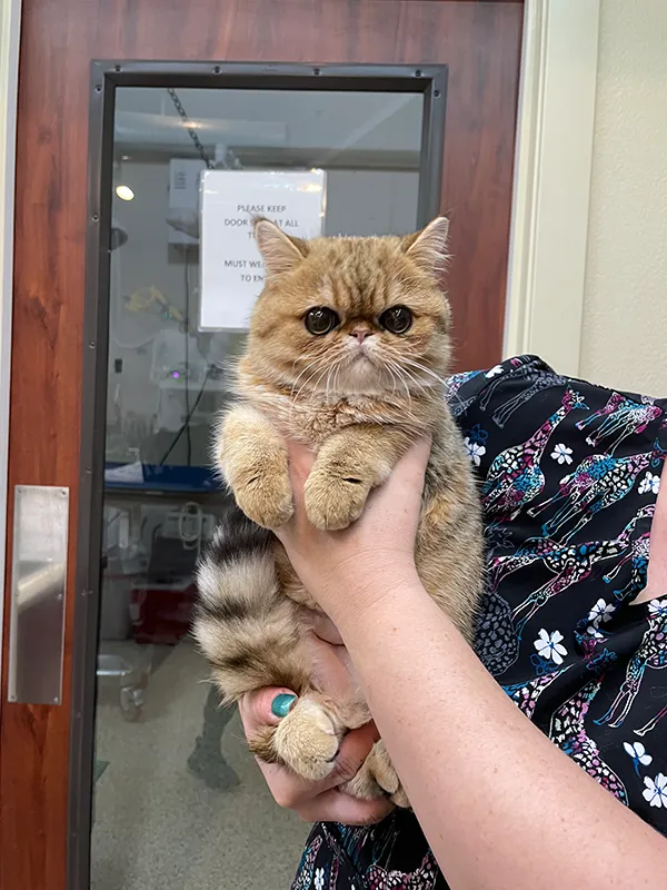 Kitten being held in a veterinarians arms