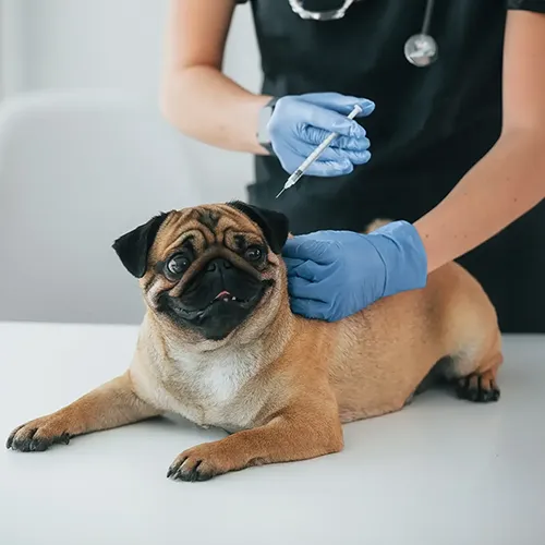 Wellness & Vaccinations