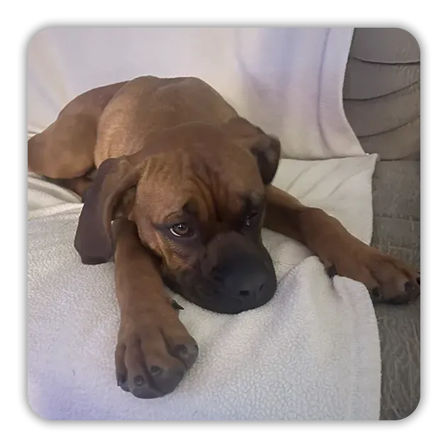 Dog laying on a white blanket