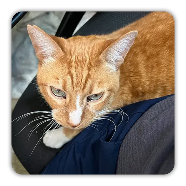 Ginger cat with green eyes