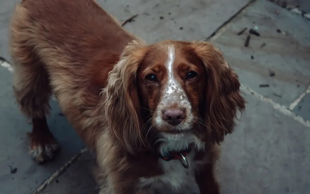 dog with brown and white fur staring into the camera