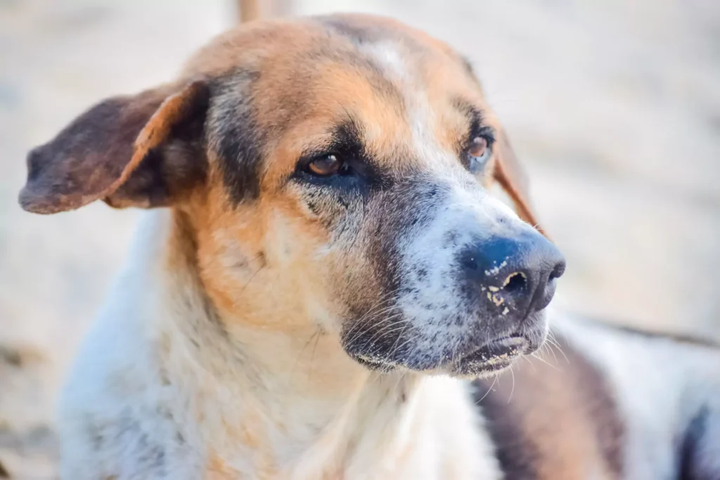 Dog with brown and white fur staring off to the side
