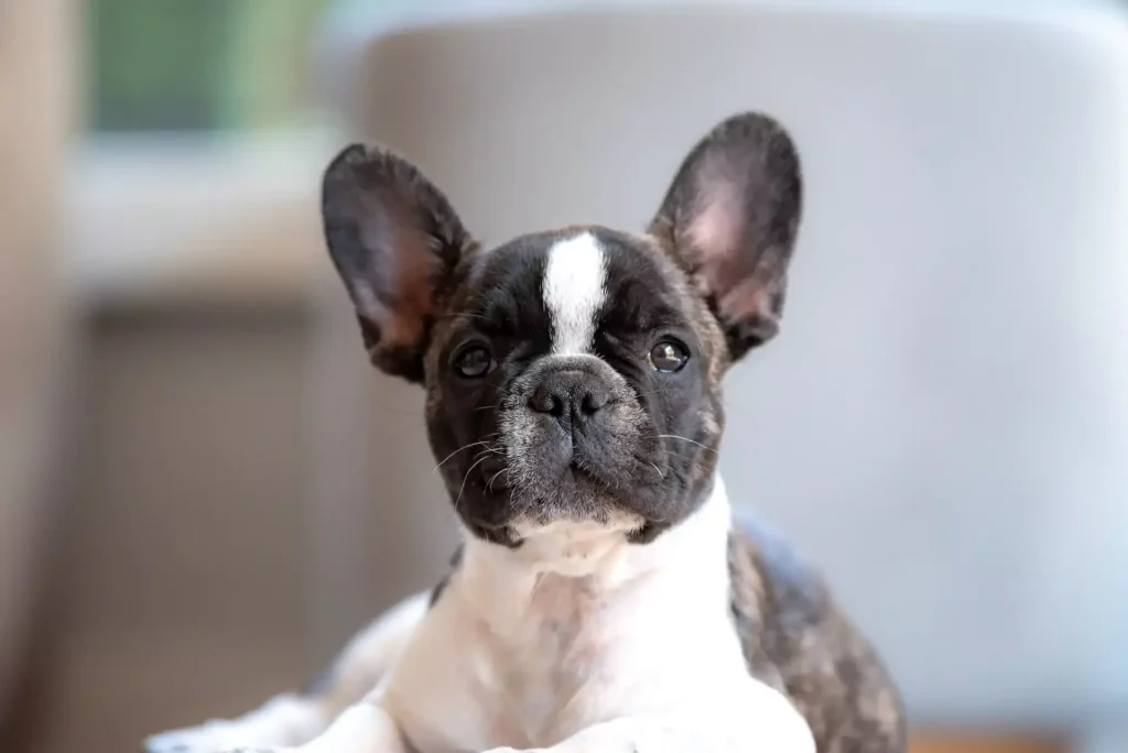 French Bulldog with black and white fur