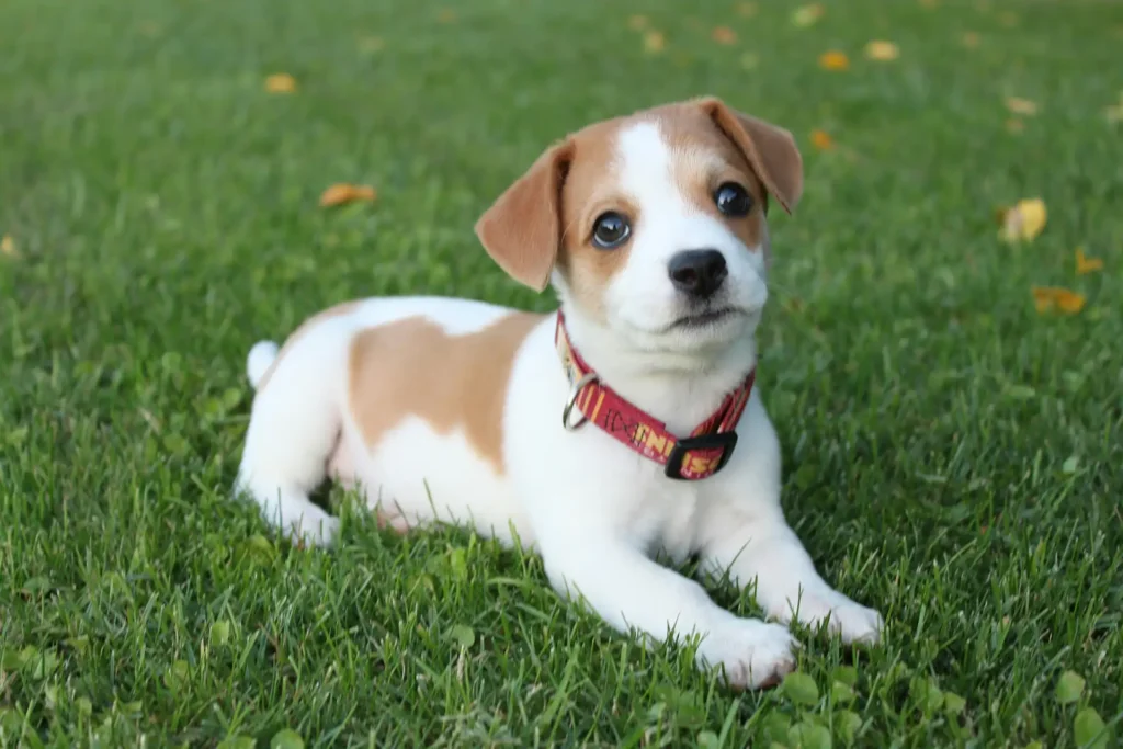 Jack Russell Terrier puppy or terrier mix on a lawn