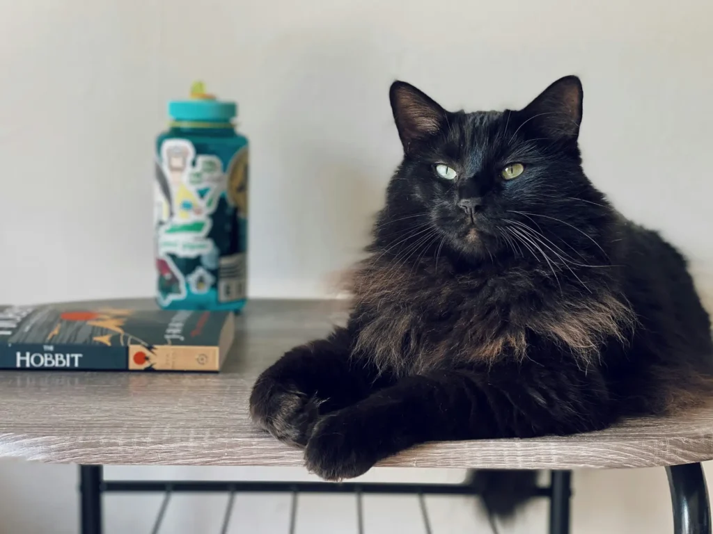 Fluffy black cat beside a book and water bottle