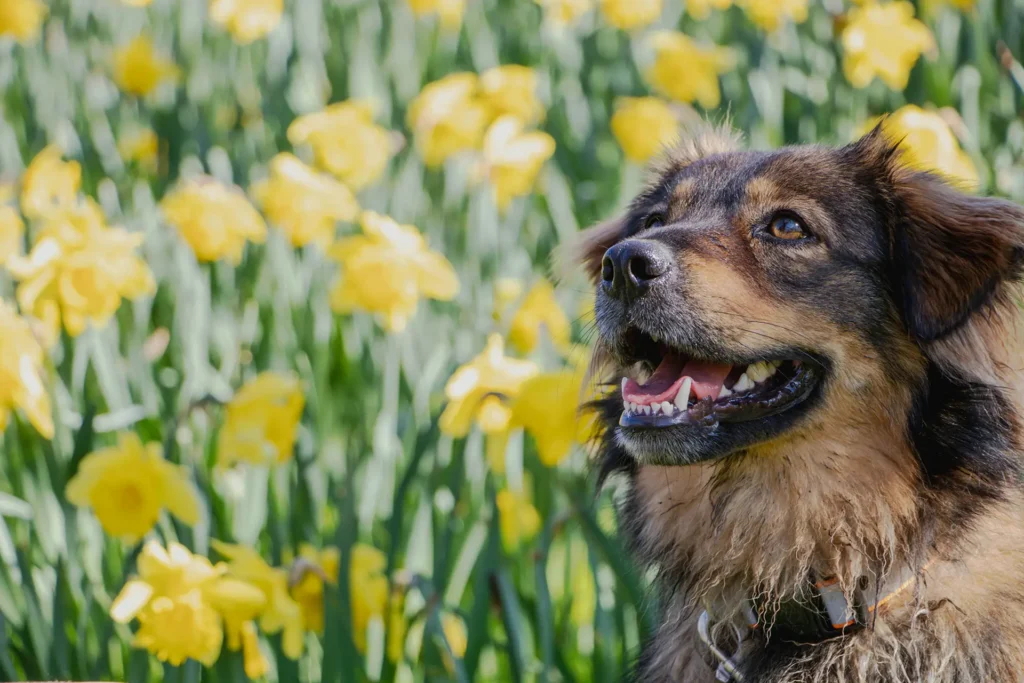 Older dog in a field of flowers
