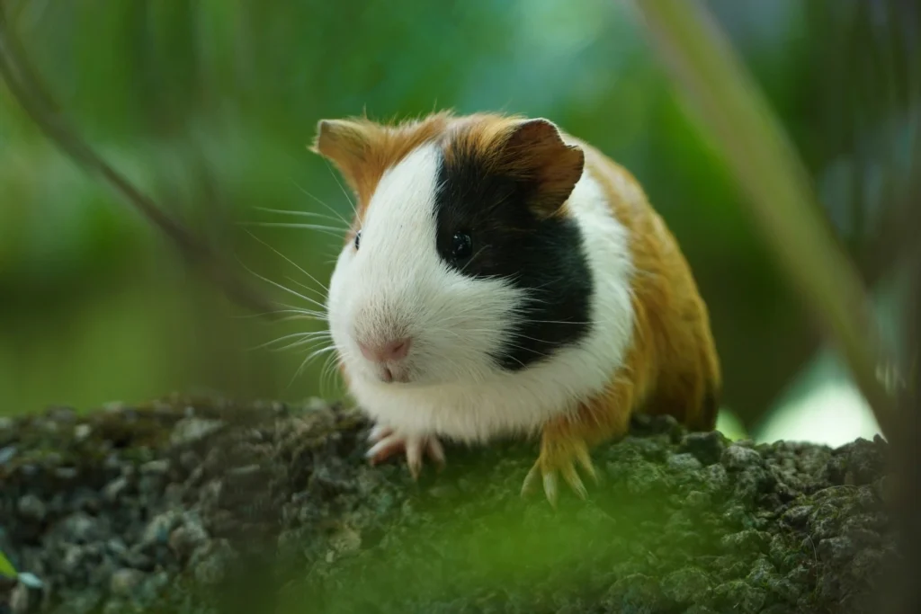 A tricolor guinea pig sits on a rock with a soft-focus green forest background.
