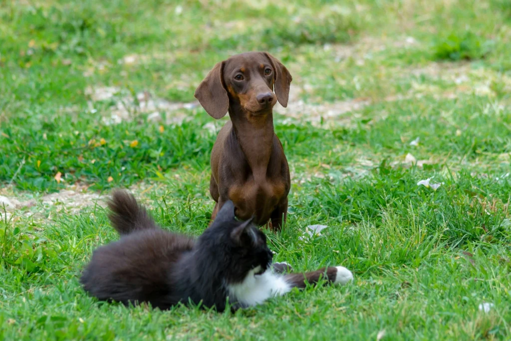 A brown Dachshund stands attentively in a green grassy field, looking toward a long-haired black and white cat lying in the foreground.