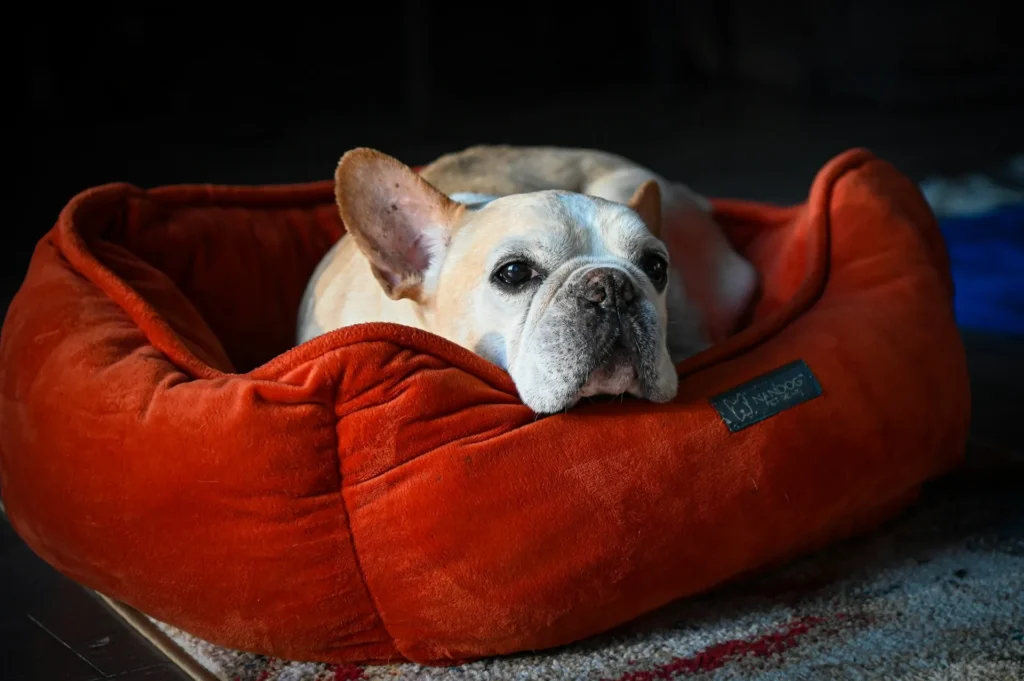 A French Bulldog resting on a plush, vibrant orange dog bed.