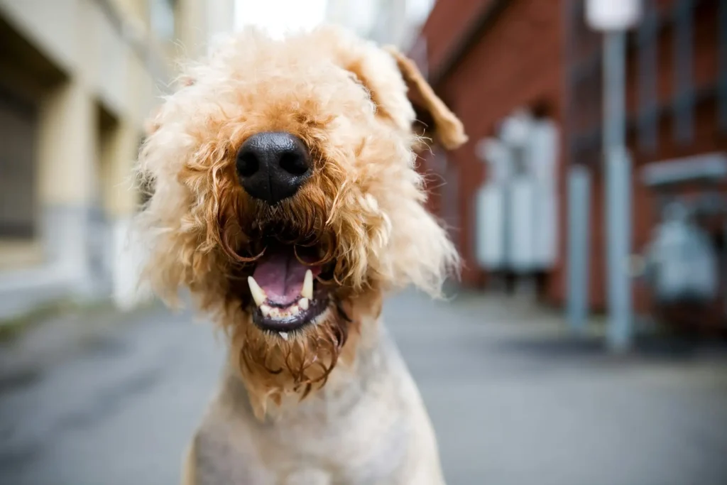 A dog with its mouth open with a blurred urban street in the background.