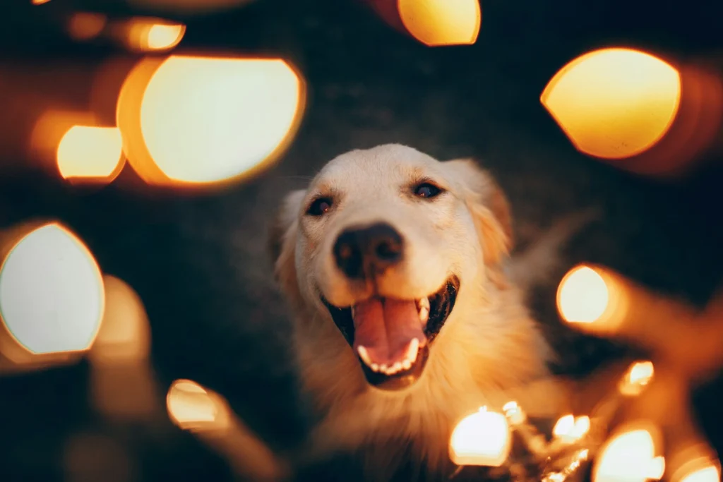 A Golden Retriever surrounded by a warm glow of blurred golden bokeh lights.