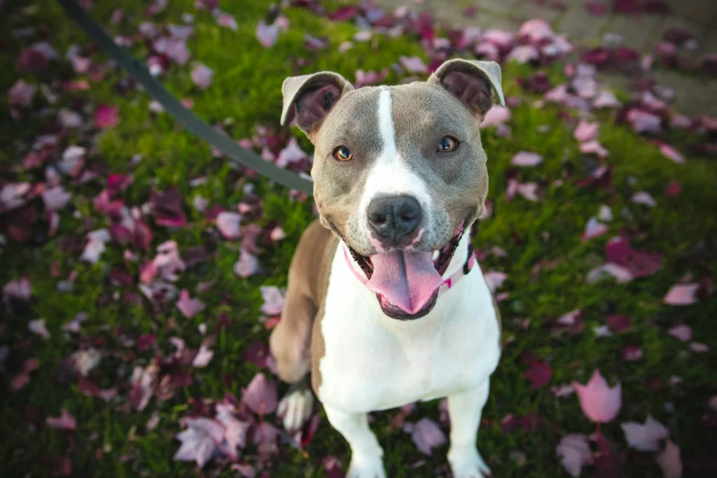 A happy, grey and white pit bull mix sits on a green lawn scattered with purple autumn leaves, looking directly at the camera with its tongue out.