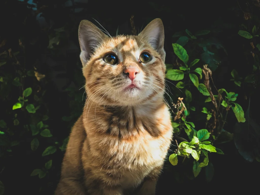An orange tabby cat sits in soft sunlight, against a background of dark green leaves.