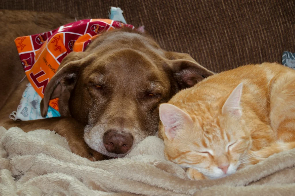 A brown dog wearing a colorful patterned bandana and an orange tabby cat sleep curled up together on a soft, beige fleece blanket.