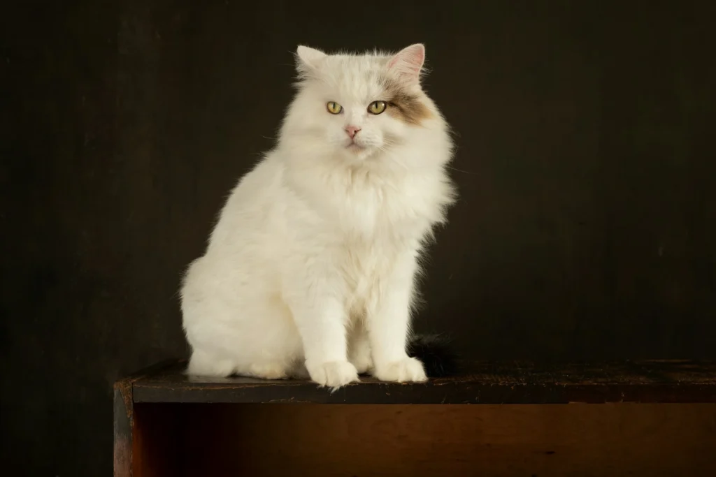 A white cat sits on a dark wooden ledge against a dark brown background.