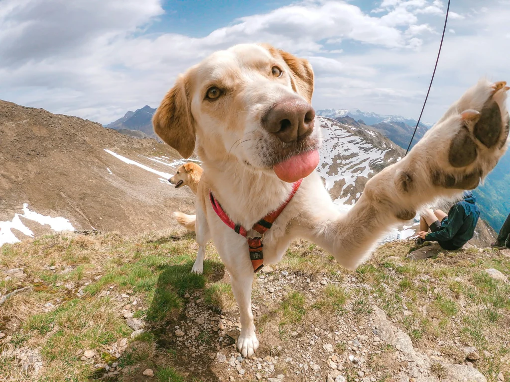 A dog reaching its paw toward the camera with snow-capped peaks and a valley in the background.