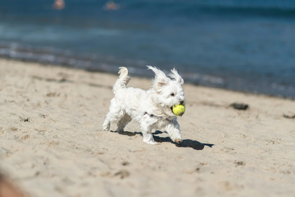 A white dog runs across a sandy beach with a yellow tennis ball in its mouth