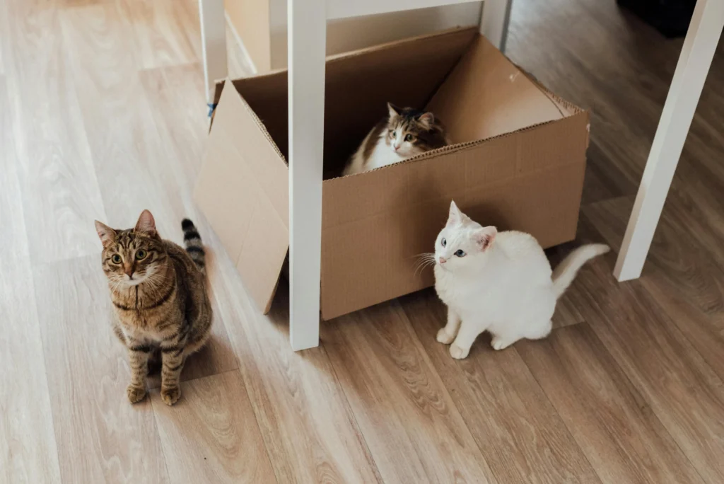 Three cats gather under a white table on a light wood floor.