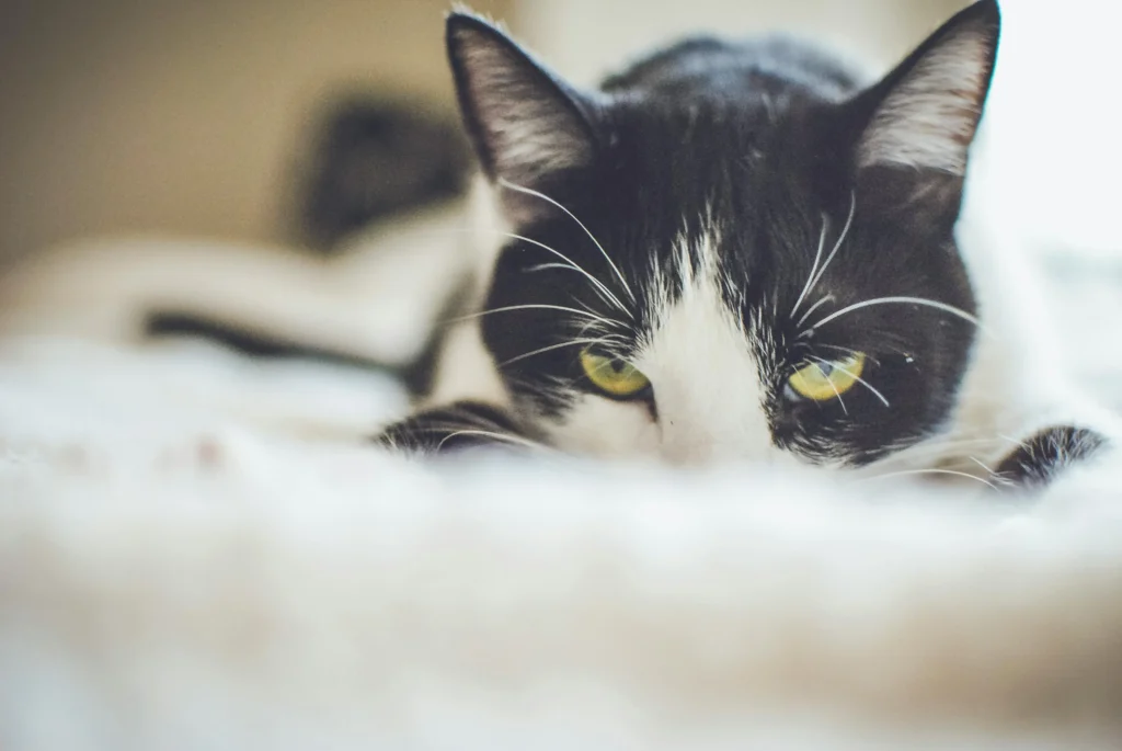 A close-up of a black and white tuxedo cat peeking over a soft, white surface with its bright green eyes focused forward.