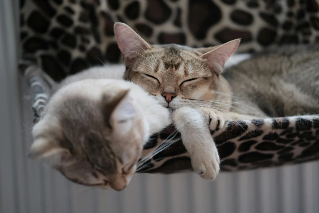 Two cats are sleeping soundly together in a leopard-print pet hammock, with one tabby cat resting its head on a white companion.