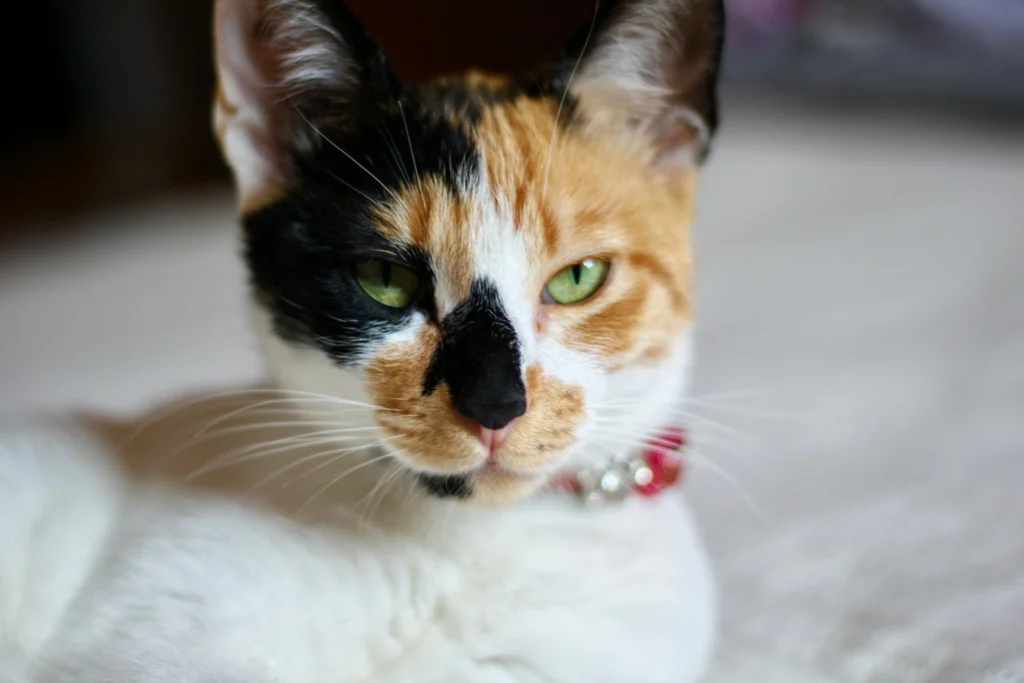 A calico cat lying down on a white surface.
