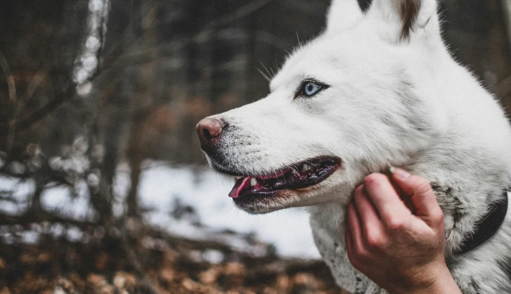 A Siberian Husky being petted against a wintry forest background.