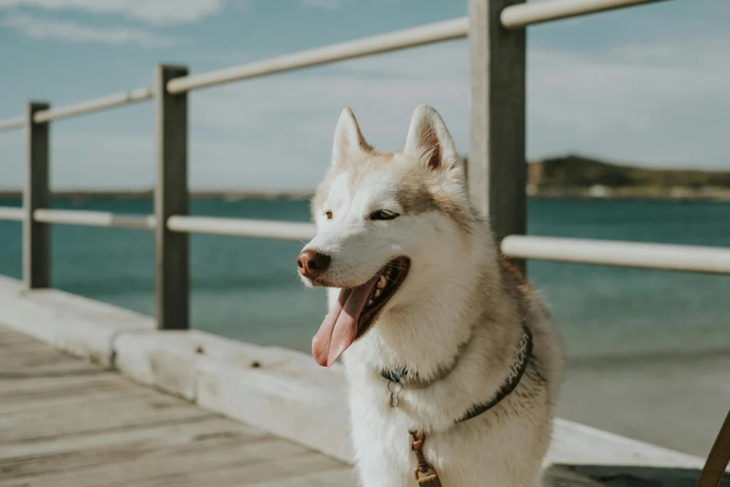 A Siberian Husky stands on a wooden pier, with the ocean in the background.