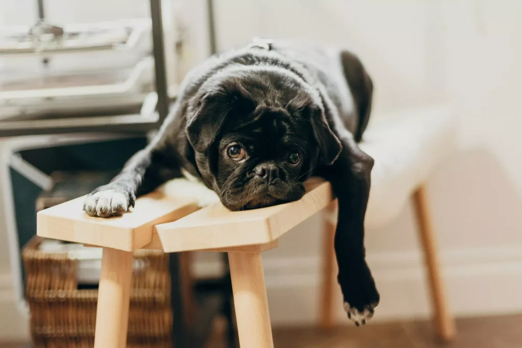 A black pug lies flat on its stomach across a light wooden bench.