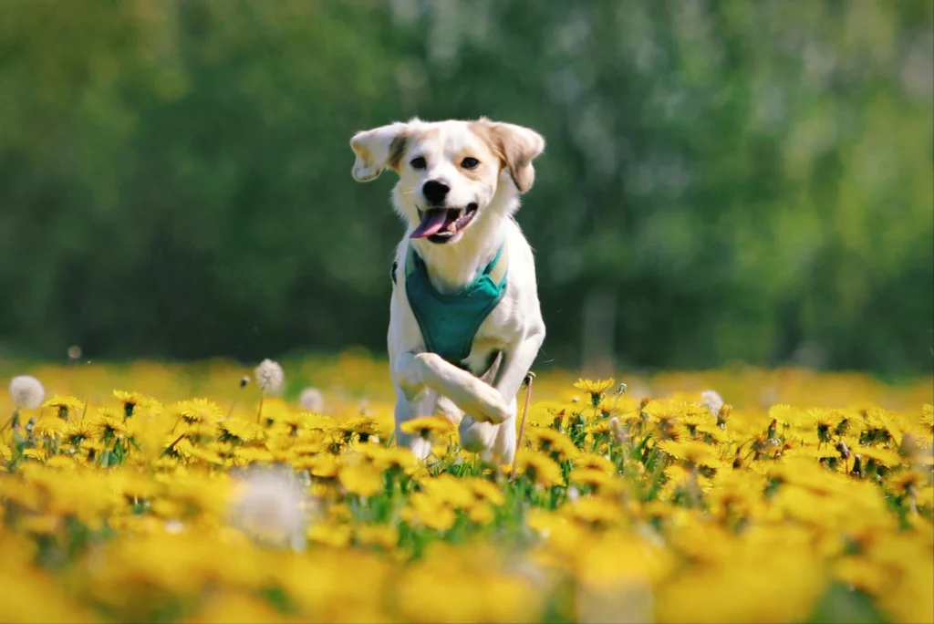 A happy, light-colored dog wearing a green harness runs through a vibrant field of yellow dandelions with its tongue out.