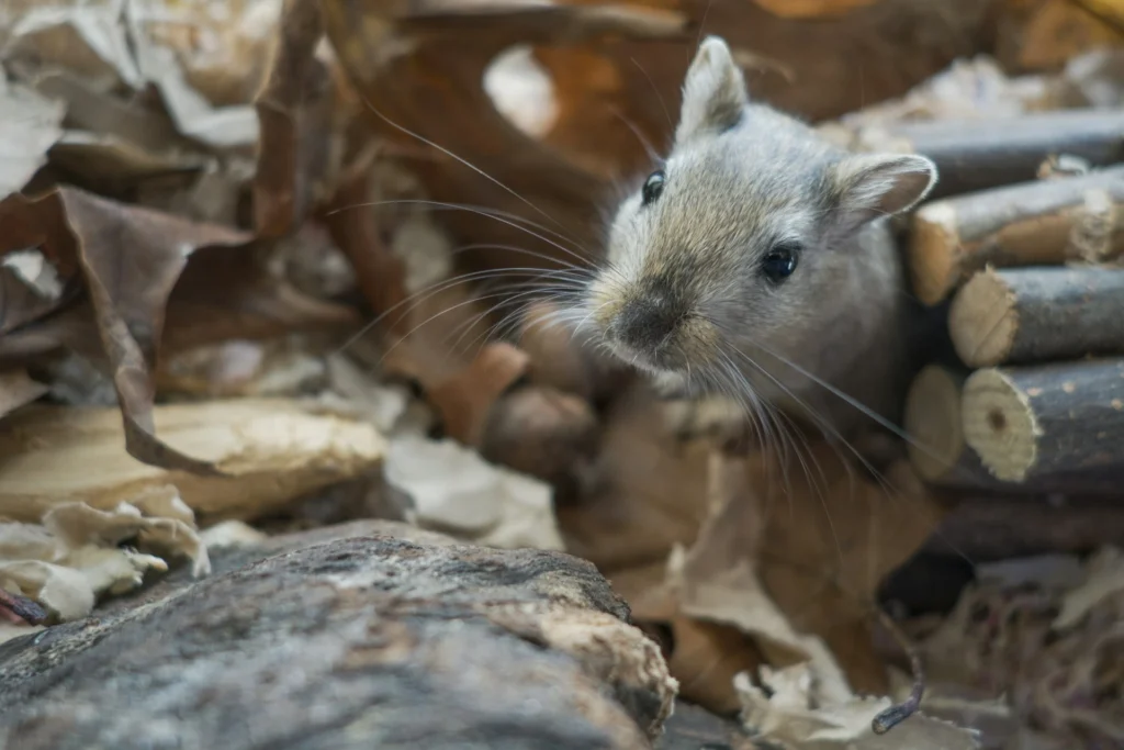 A grey gerbil peeks out from a hideout made of stacked wooden sticks.