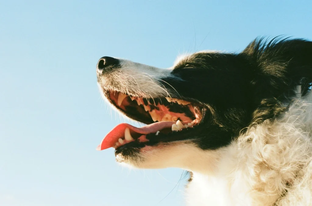 A close-up profile of a black and white Border Collie looking upward with its mouth wide open and tongue out against a clear blue sky.