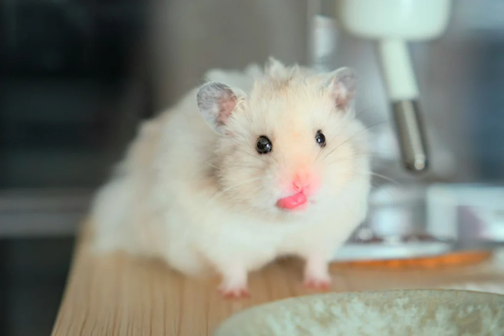 A hamster sits on a wooden surface next to a ceramic bowl.